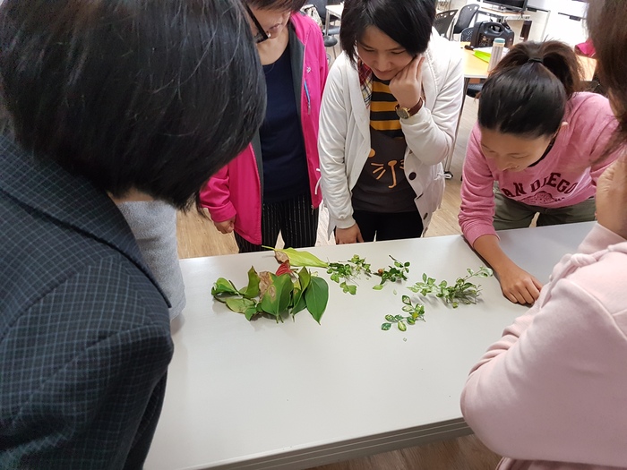 參與者進行植物葉片觀察